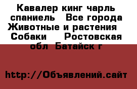 Кавалер кинг чарль спаниель - Все города Животные и растения » Собаки   . Ростовская обл.,Батайск г.